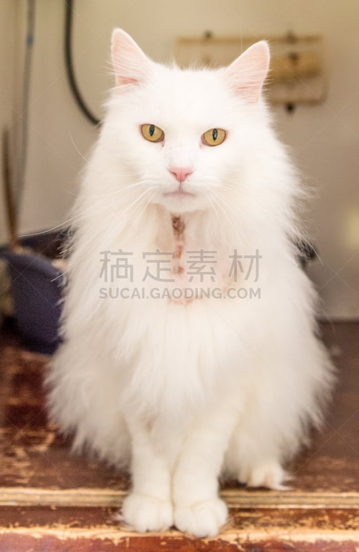 猫,永远,禁止虐待动物协会,宠物收养,笼子,斑纹猫,垂直画幅,可爱的