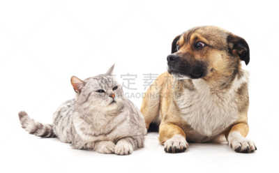 狗,猫,野兔,恶作剧,休闲游戏,背景分离,灰色,小的,动物,两只动物