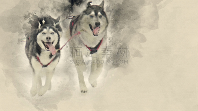 宠物,家,狗拉雪橇比赛,全高清格式,劳作动物,雪橇犬,狗链,动物雪车,阿拉斯加,爪子