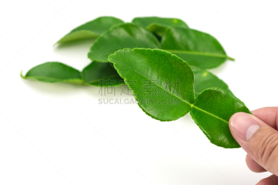 草本,白色背景,叶子,蔬菜,佛手柑,草药,动物手,分离着色,泰国柠檬,背景分离