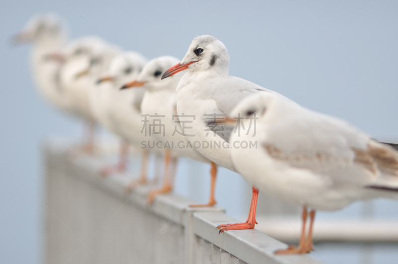 鸟类,水平画幅,动物身体部位,野外动物,友谊,喙,栏杆,四肢,翎毛,海鸥