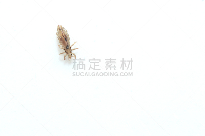 头虱,白色背景,水平画幅,特写,俄罗斯,害虫,危险,昆虫