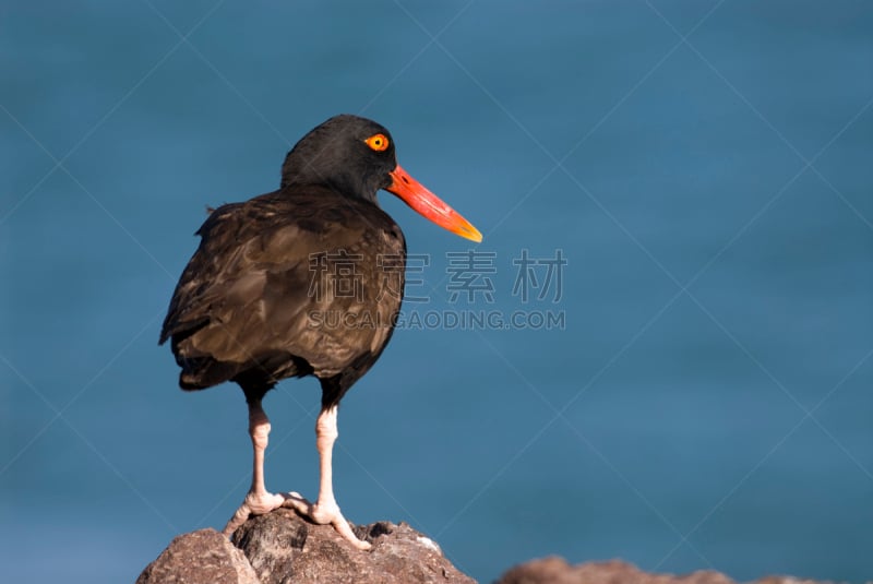 蛎鹬,自然,野生动物,阿根廷,水平画幅,福克兰群岛,无人,鸟类,野外动物,户外