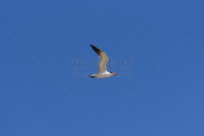 鸟类,捕猎行为,国内著名景点,湖,塞内加尔,美洲白鹈鹕,世界遗产,白鹈鹕,水面,动物群