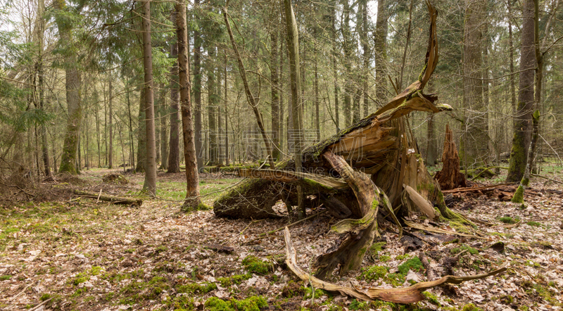 云杉,春天,风,暴风雨,坏掉的,波兰,环境,著名景点,bialowieza forest,户外