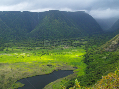 威毕欧山谷,夏威夷大岛,哈玛库亚海岸,沼,美国,水平画幅,绿色,无人,太平洋岛屿,热带雨林