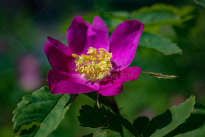 灌木,野玫瑰,花朵,冷肉卷,格兰迪伯瑞尔,锦葵属,美,水平画幅,无人,法式食品