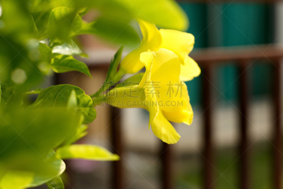 野生植物,黄色,背景,运动模糊,美,芳香的,水平画幅,夏天,户外,特写