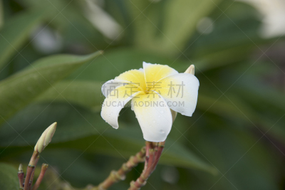 叶子,白色,绿色背景,印度红睡莲,赤素馨花,自然,水,水平画幅,无人,spa美容
