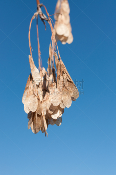 秋天,枫树的翅果,自然,垂直画幅,褐色,无人,蓝色,枫树,户外,摄影