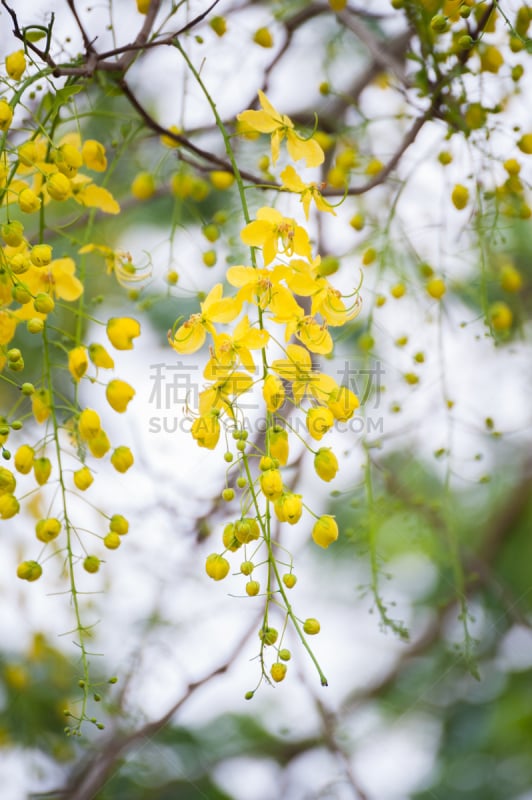 蓝色,花朵,云实亚科,蓝茉莉,垂直画幅,户外,特写,泰国,植物,悬挂的