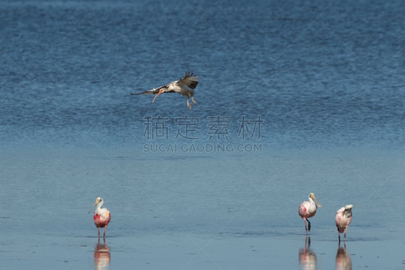 玫瑰色琵鹭,白朱鹭,北方深红色食蜂鸟,鼎,少年早期,朱鹭,野生动物,水平画幅,鸟类,野外动物