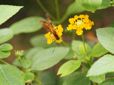 蝴蝶,植物,水平画幅,无人,早晨,野外动物,夏天,户外,特写,视力