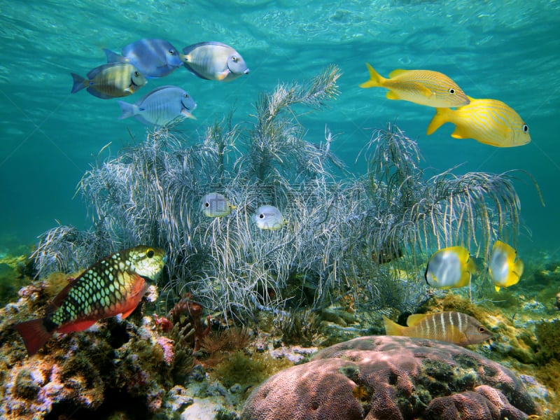 水,浅的,石帆珊瑚虫,巨大的,在下面,水平画幅,水肺潜水,无人,大西洋,水下