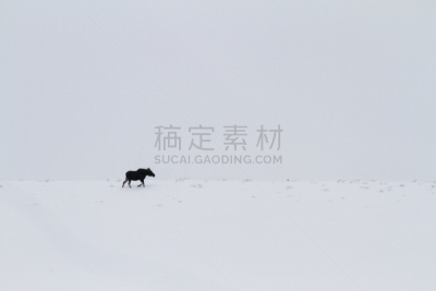 驼鹿,泰頓村,提顿山脉,怀俄明,水平画幅,雪,野外动物,户外,美洲,冬天