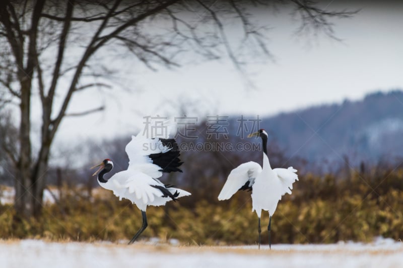 鸟类,丹顶鹤,美,褐色,水平画幅,雪,动物习性,户外,鹳,加冕式