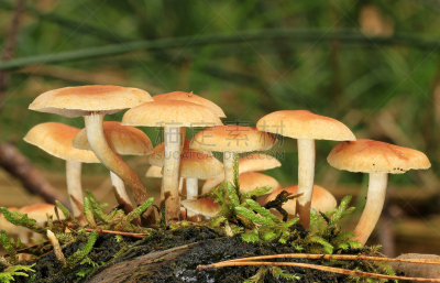 植物属性,水平画幅,套色版,无人,平视角,湿,前景聚焦,树林,食用菌,真菌