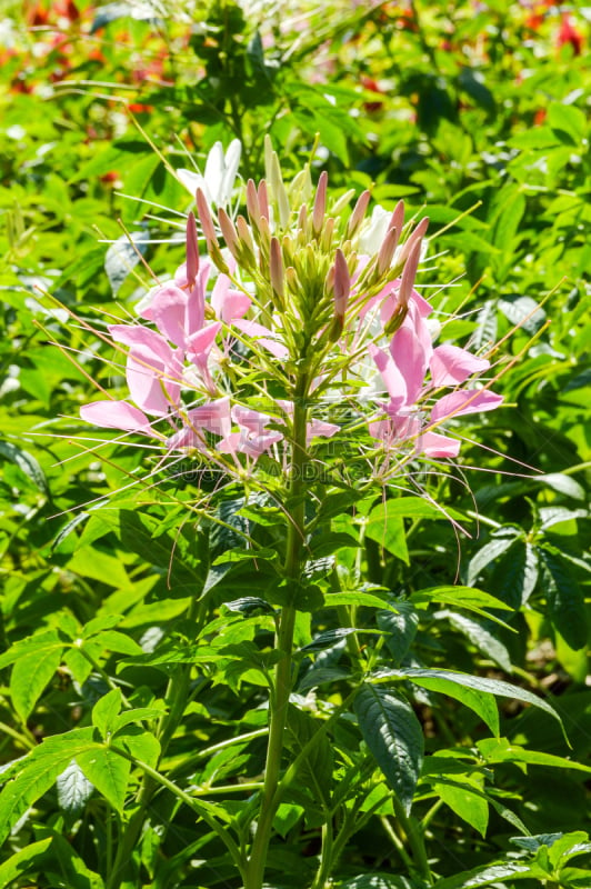 醉蝶花,粉色,垂直画幅,绿色,无人,户外,自然美,植物,2015年,花坛