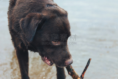 进行中,户外,狗,褐色,brown dog tick,纯种犬,寻回犬,水平画幅,家畜,巧克力