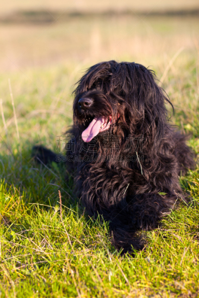 黑色,briard,垂直画幅,草地,纯种犬,牧羊犬,肖像,户外,哺乳纲,宠物