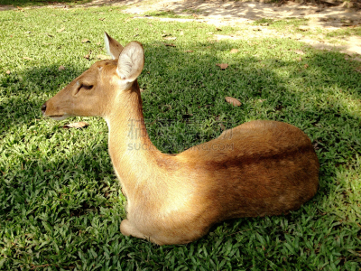 小鹿,野外动物,brow-antlered deer,自然,褐色,野生动物,水平画幅,无人,户外,鹿
