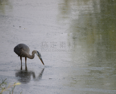 大蓝苍鹭,水,往下看,防水长靴,野生动物,比灵斯,动物,鸟类,流水,河流