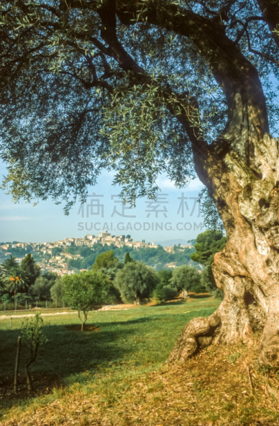 油橄榄树,古老的,海滨卡涅,垂直画幅,公园,滨海阿尔卑斯,无人,auguste renoir,蓝色,夏天