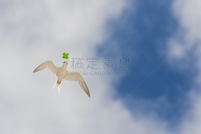 鸟类,运气,燕鸥,四叶草,天空,留白,水平画幅,动物身体部位,户外,自由