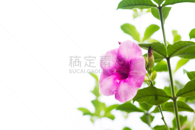 软枝黄蝉,紫色,白色背景,分离着色,芳香的,水平画幅,银行,无人,夏天,毛莨科