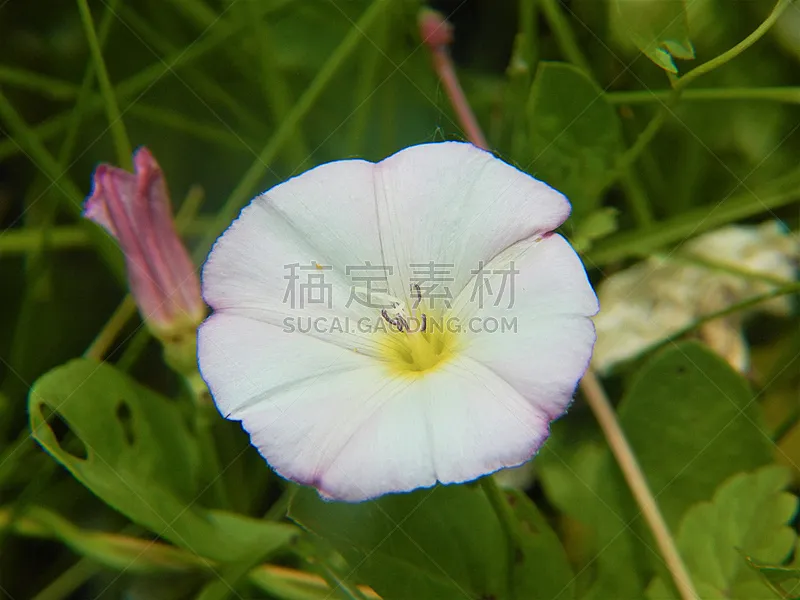 旋花属植物 田地 鲜花盛开 旋花植物 花柱头 茄科双子叶植物 水平画幅 无人 户外 特写图片素材下载 稿定素材