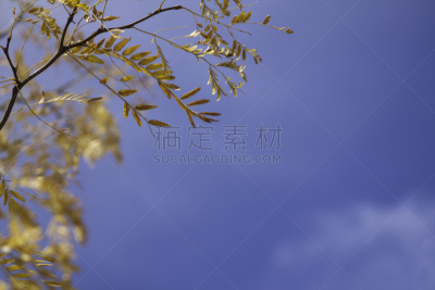 天空,皂荚,蓝色,叶子,图像聚焦技术,选择对焦,水平画幅,正下方视角,秋天,无人