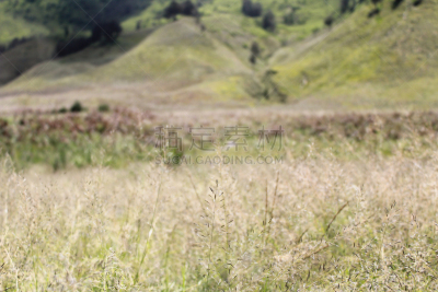 南美大草原,背景幕,山,天空,bromo-tengger-semeru national park,夏天,草,塞梅鲁火山,热带气候,风景