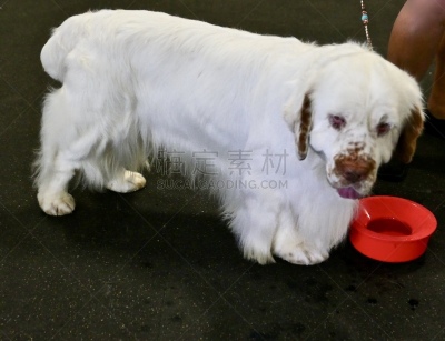 狗,斯班尼犬,白色,最大,动物保护,训服,可爱的,遛狗师,纯种犬,驯养动物