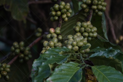 叶子,枝,咖啡豆,农业,熟的,樱桃,色彩鲜艳,色彩饱和,植物,热带树