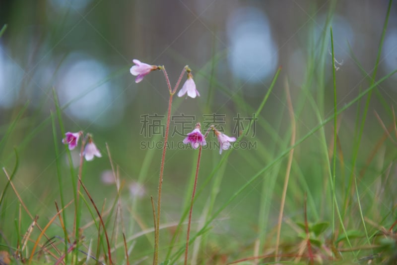 特写,水平画幅,无人,北极光,夏天,户外,草,两个物体,斯堪的纳维亚半岛,树林