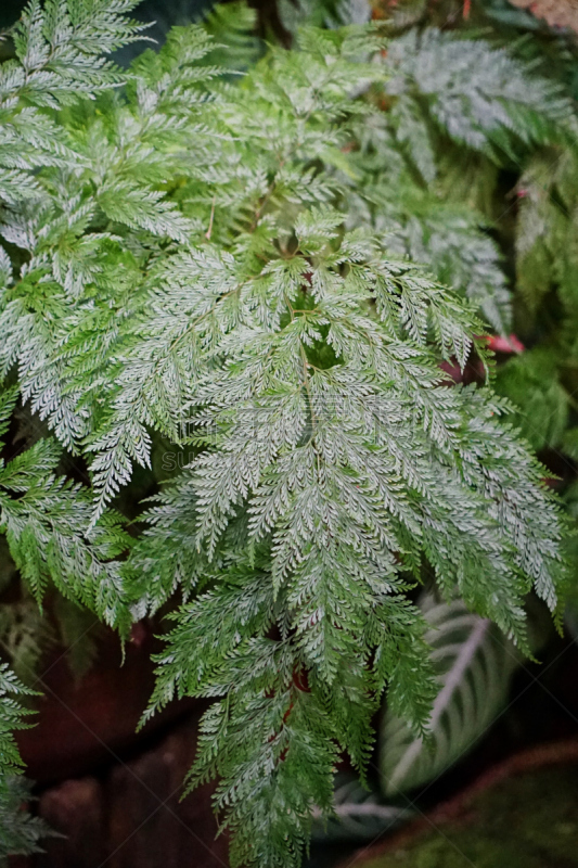 兔脚蕨,蕨类,垂直画幅,美,新的,枝繁叶茂,夏天,户外,草,特写