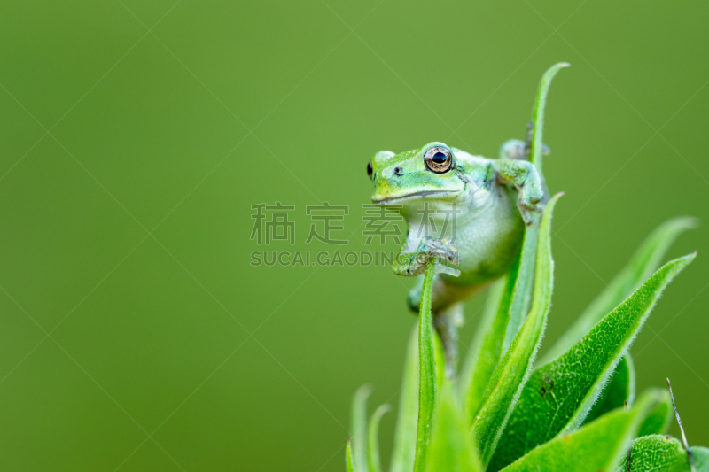 枝繁叶茂,绿树蛙,在上面,选择对焦,水,留白,水平画幅,无人,纯净,动物身体部位