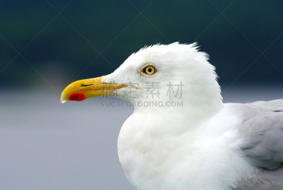 巨大的,海鸥,自然美,大西洋,嘉龄,海上建筑,水,天空,美,水平画幅