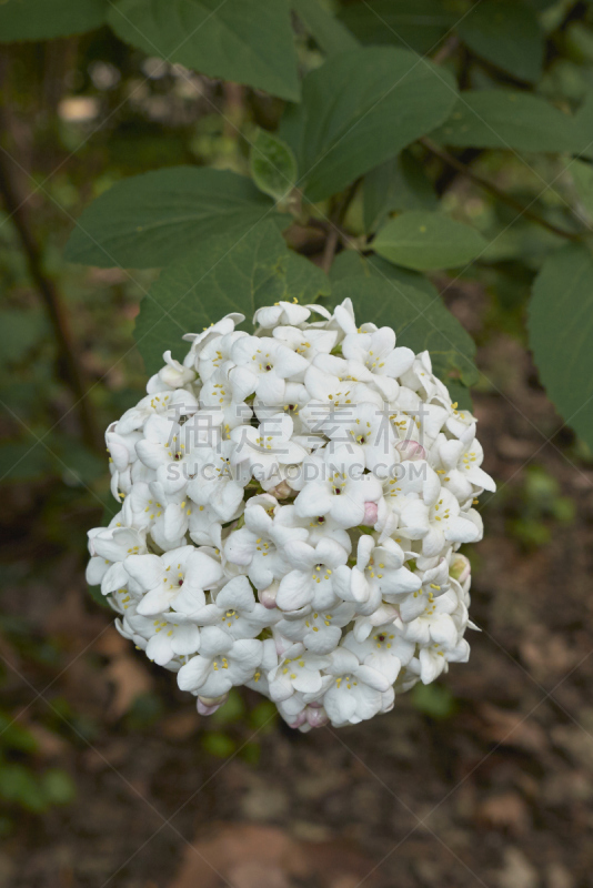 Viburnum × carlcephalum