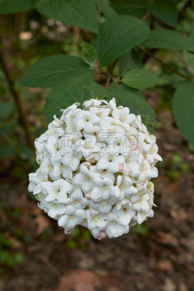 Viburnum × carlcephalum