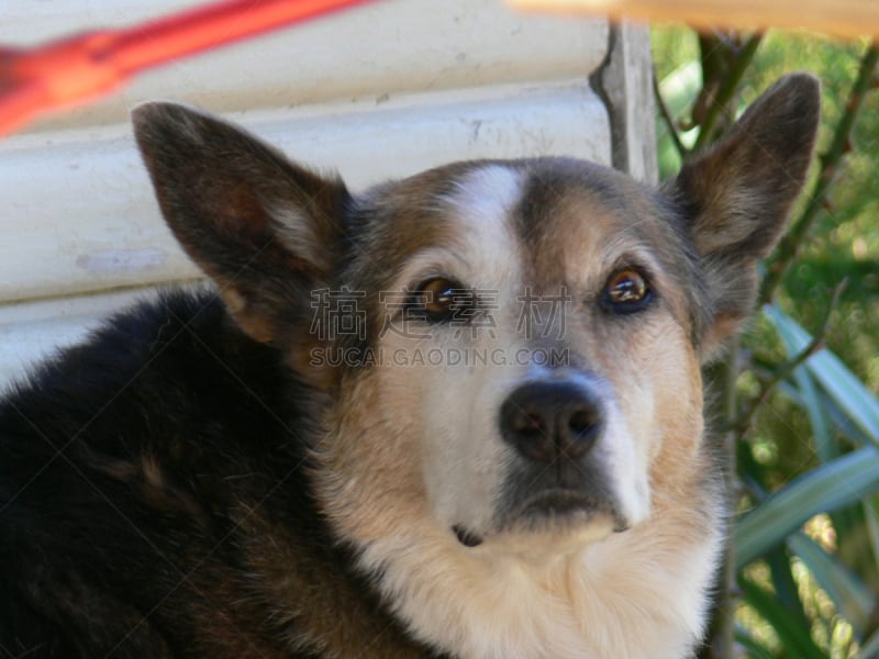 austalian kelpie,宠物,无人,纯种犬,犬科的,澳大利亚,图像,水平画幅,狗,动物