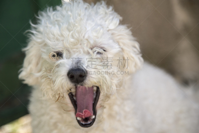 白色,狗,比熊犬,吠声,气促,贵宾犬,忠诚,水平画幅,无人,爪子