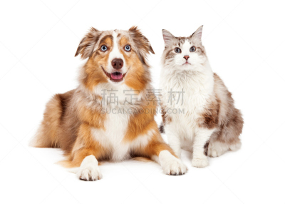 猫,狗,幸福,澳大利亚牧羊犬,合成图像,褐色,水平画幅,长发,纯种犬,家畜