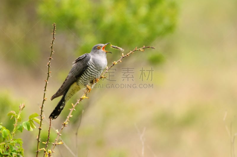 杜鹃鸟,枝,鹭管鱼,捕猎行为,轮流抛接,带刺铁丝网,停泊的,旷野,摩尔人风格,水平画幅