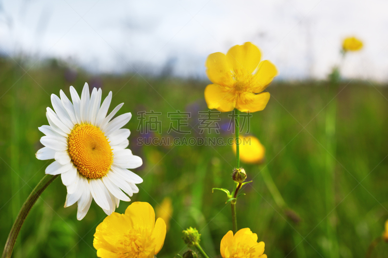 Chamomile against the sky.