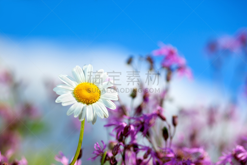 Chamomile among flowers