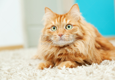 毛绒绒,姜黄色的猫,幽默,爪子,动物身体部位,地毯,奥兰治,人的鼻子,头发,哺乳纲