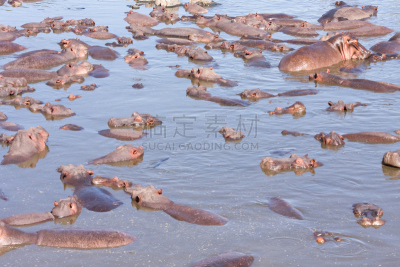 河马,河流,浴盆,里夫特谷,湿透,水,褐色,水平画幅,无人,侧面像
