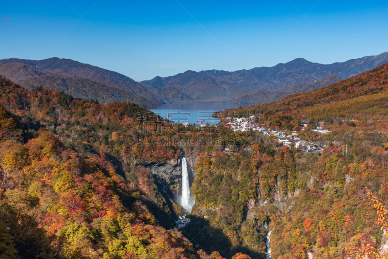 旅行者,国际著名景点,莫斯特,大波斯菊,松树,一个物体,日立海滨公园,云,草,著名景点