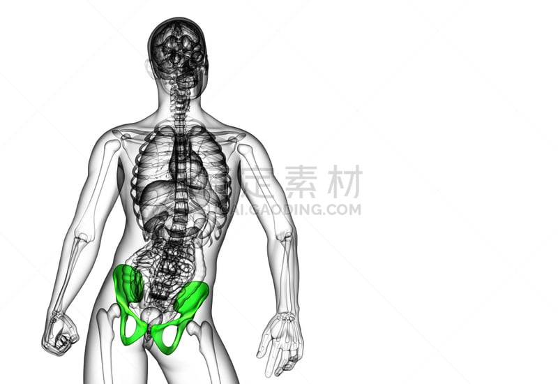 健康保健,骨盆,骨骼,插画,三维图形,股骨,软骨,人体子宫,人类骨架,四肢